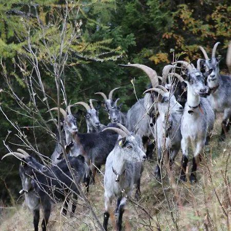 דירה Voor Wandel Of In Portes Du Soleil