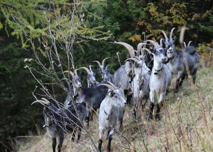 Apartment Appartement Voor Rustzoeker In Wandel- En Ski Gebied Wallis